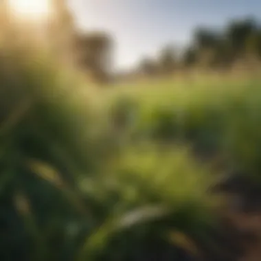 Diverse grass types thriving under various climate conditions