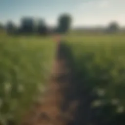 A lush field with various weed species visible among crops