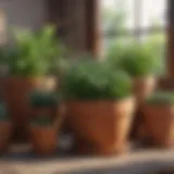 Vibrant selection of herbs in terracotta pots