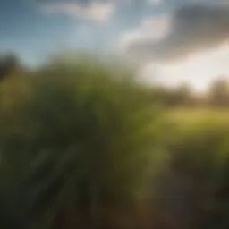 Vibrant palmetto grass in a lush agricultural field