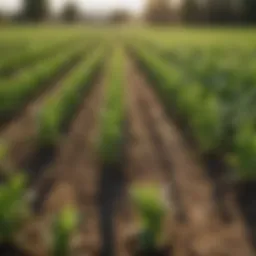 A close-up of a flourishing crop field, showcasing healthy plants that have successfully been protected from pests.