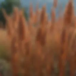 A close-up view of vibrant phragmites seeds showcasing their unique characteristics