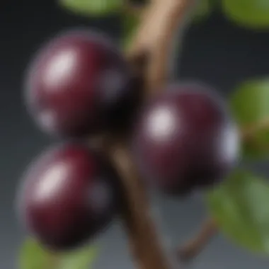 Comparative Analysis of Healthy and Diseased Plums Healthy and diseased plums on the same branch