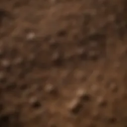 Close-up view of Promix soil texture highlighting its organic matter