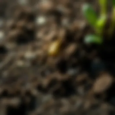 Close-up of soil enriched with organic matter and thriving microorganisms