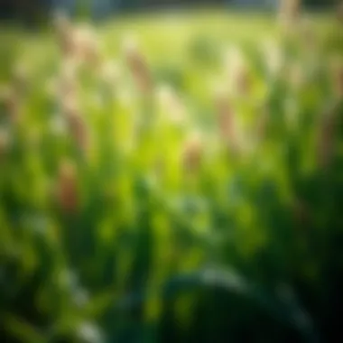Diverse Grass Varieties for Lawn Vitality Diverse grass types for optimal lawn health