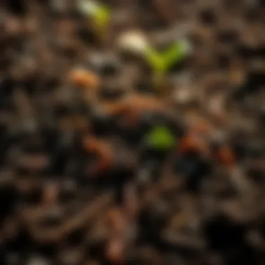 Healthy soil with earthworms and nutrients