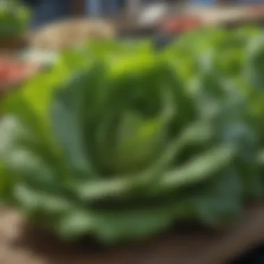 Local farmers' market stall featuring a variety of romaine lettuce plants for sale