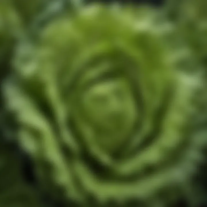 Close-up view of freshly harvested romaine lettuce showcasing its crisp leaves