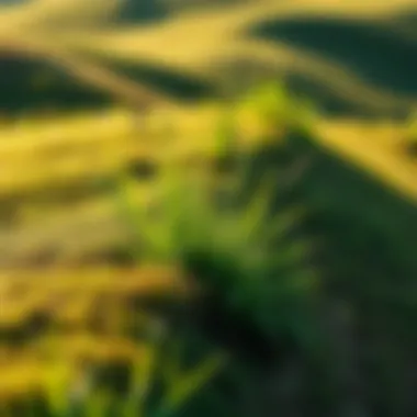 Erosion control strategies using rye grass on sloping land