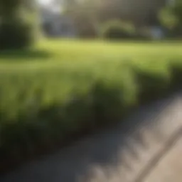 Lush turf showcasing various sod types suitable for Jacksonville Beach