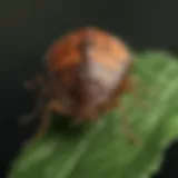 Close-up view of a stink bug on a leaf