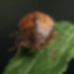 Close-up view of a stink bug on a leaf