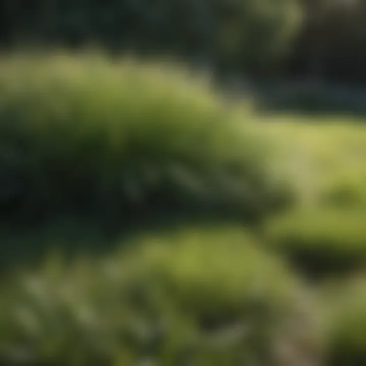 Comparison of shade-tolerant grass types