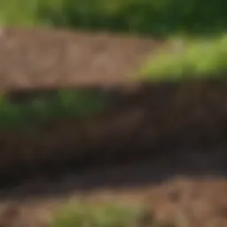 Healthy soil with rich organic matter