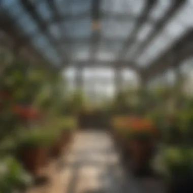 Interior view of a well-maintained greenhouse with thriving plants