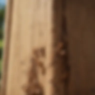 Damaged Wooden Structure Due to Termite Infestation