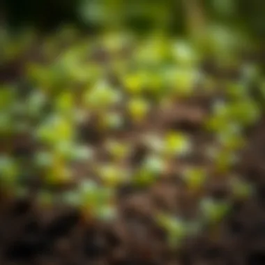 Healthy Plants Growth Healthy plants thriving in soil enriched with worm castings