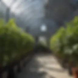 Interior view of a hydrofarm grow tent showcasing plant growth