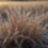 A close-up of brown grass blades covered in frost
