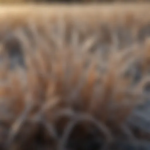 A close-up of brown grass blades covered in frost
