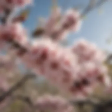 The Attraction: Almond Blossoms and Bees Close-up of almond blossoms attracting bees