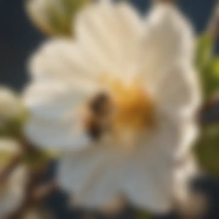 Bee pollinating an almond flower