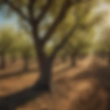 Thriving Almond Orchard: A Visual Symphony Vibrant almond orchard showcasing healthy trees