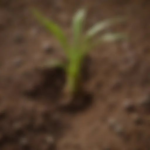 A close-up view of seeds germinating in rich soil