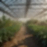 Industrial humidifier in a greenhouse enhancing crop growth