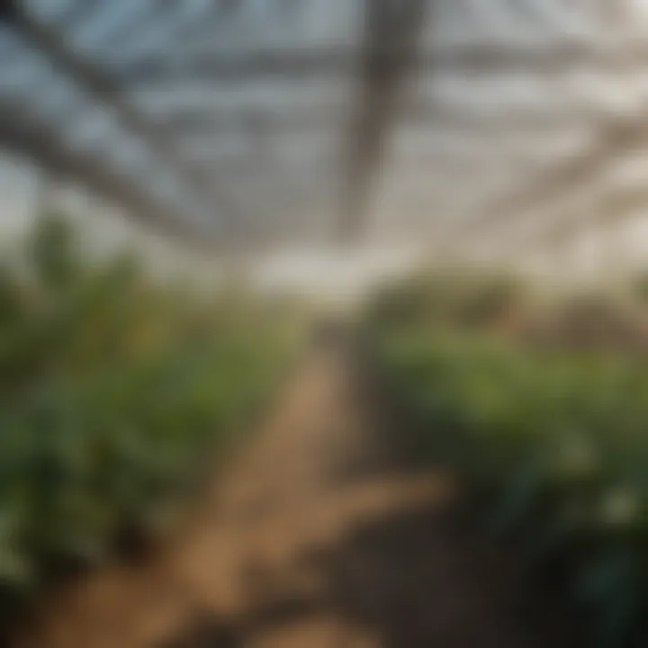 Industrial humidifier in a greenhouse enhancing crop growth