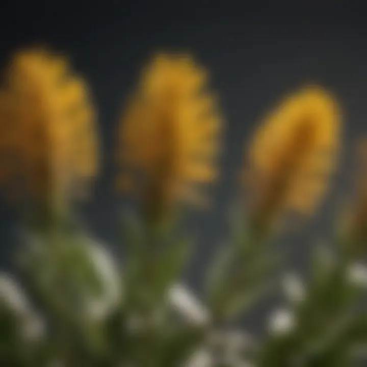 A close-up of a flowering plant releasing pollen