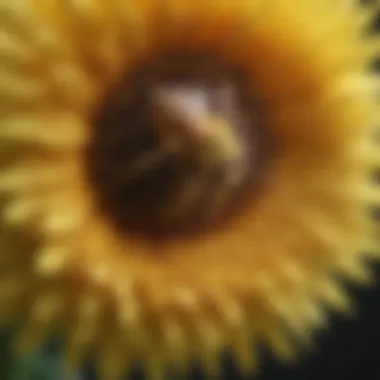 Seasonal calendar highlighting pollen peak times