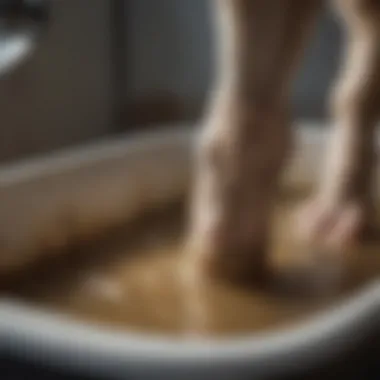 Close-Up of Hoof Treatment in Foot Bath Close-up of sheep hoof being treated in a foot bath