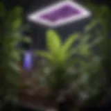 Close-up of a UV grow light illuminating a lush plant