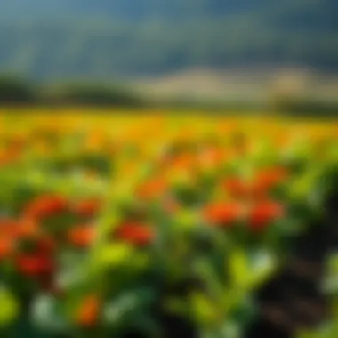 Boosting Crop Yields with Probiotics Vibrant crops flourishing with probiotic application