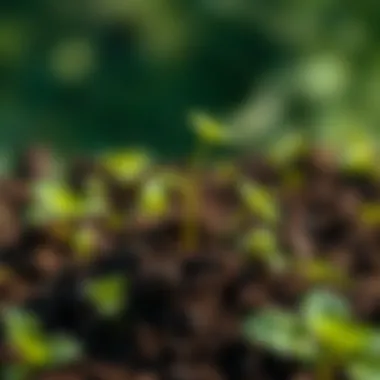 Probiotics Enhancing Soil Health Healthy soil enriched with probiotics