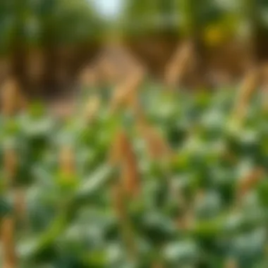 Vitamins and minerals essential for crops