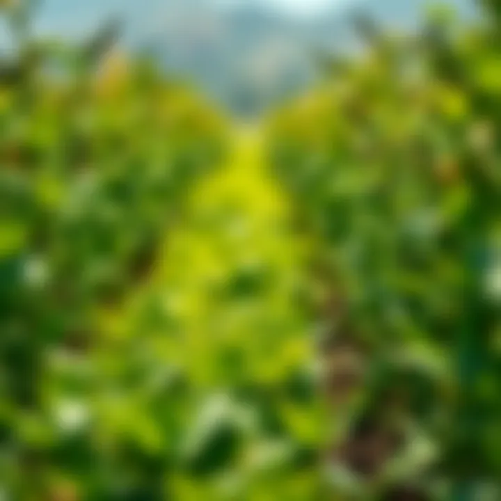 Data visualization for agricultural nutrient management