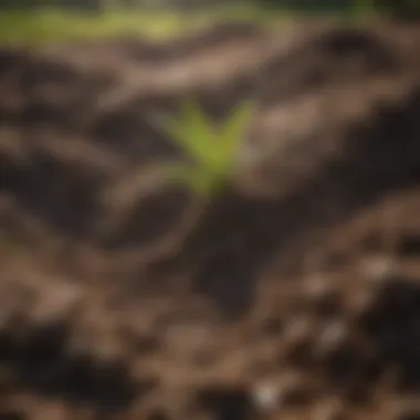 Close-up of soil being tested for quality