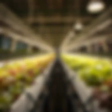 Comparative analysis of various hydroponic systems