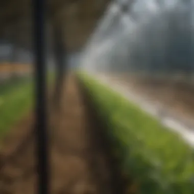 Understanding 6mm Twinwall Polycarbonate in Agriculture Summary Understanding 6mm Twinwall Polycarbonate in Agriculture Summary