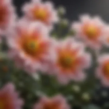 Blooming flowers contributing to seasonal allergies Close-up of blooming flowers contributing to allergies
