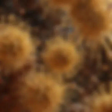 Detailed view of pollen grains Pollen grains under a microscope