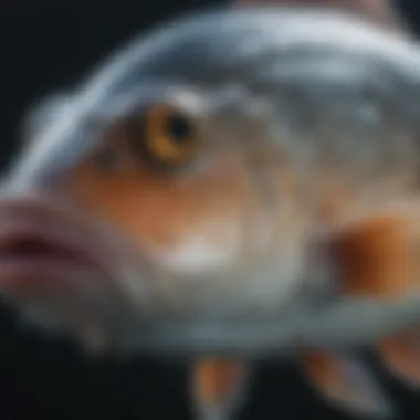 Close-up of a fish with visible signs of bacterial infection