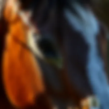 Close-up of a horse's coat showing signs of fungal infection