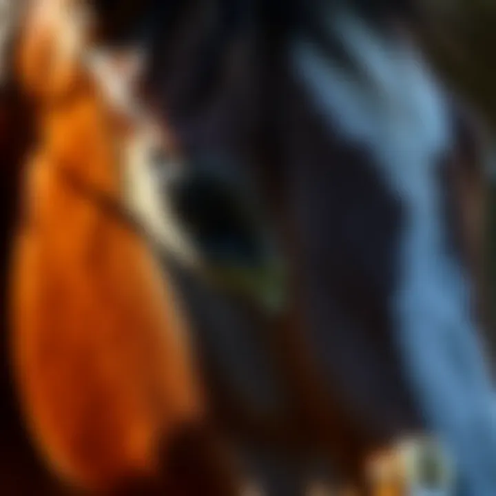 Close-up of a horse's coat showing signs of fungal infection