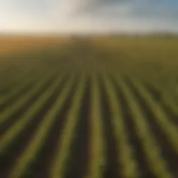 A vast cornfield showcasing healthy crops