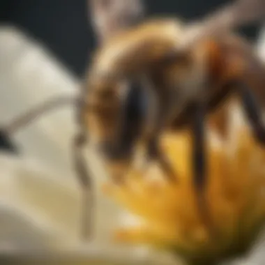 Bee Pollination in Action A close-up view of a bee pollinating a flower.