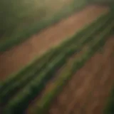 Aerial view of diverse agricultural fields illustrating carbon sources.